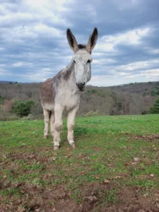 Local donkey wins Guinness World Record for longest ears